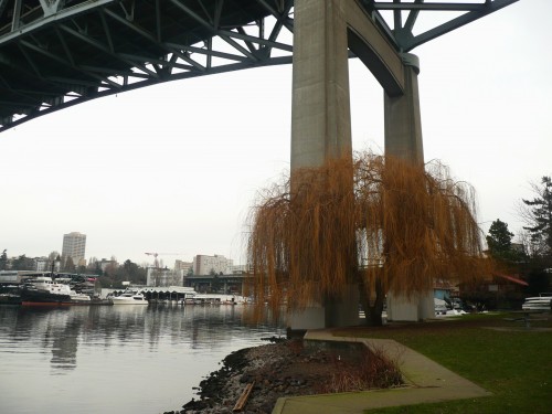 weeping willow