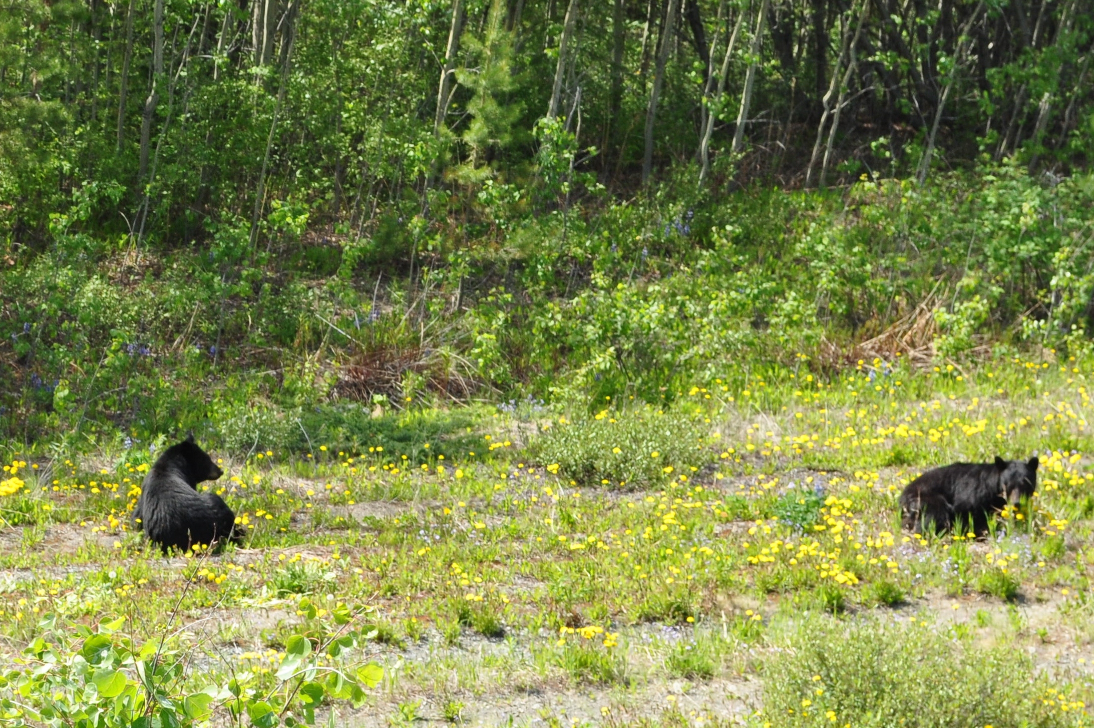 bear cubs and dandelions